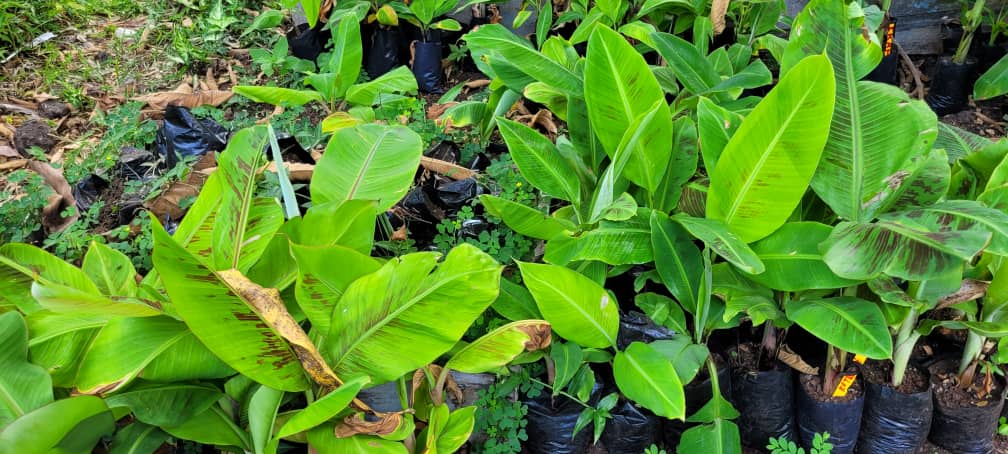 image Tsi la ulenga oha Ouledi…